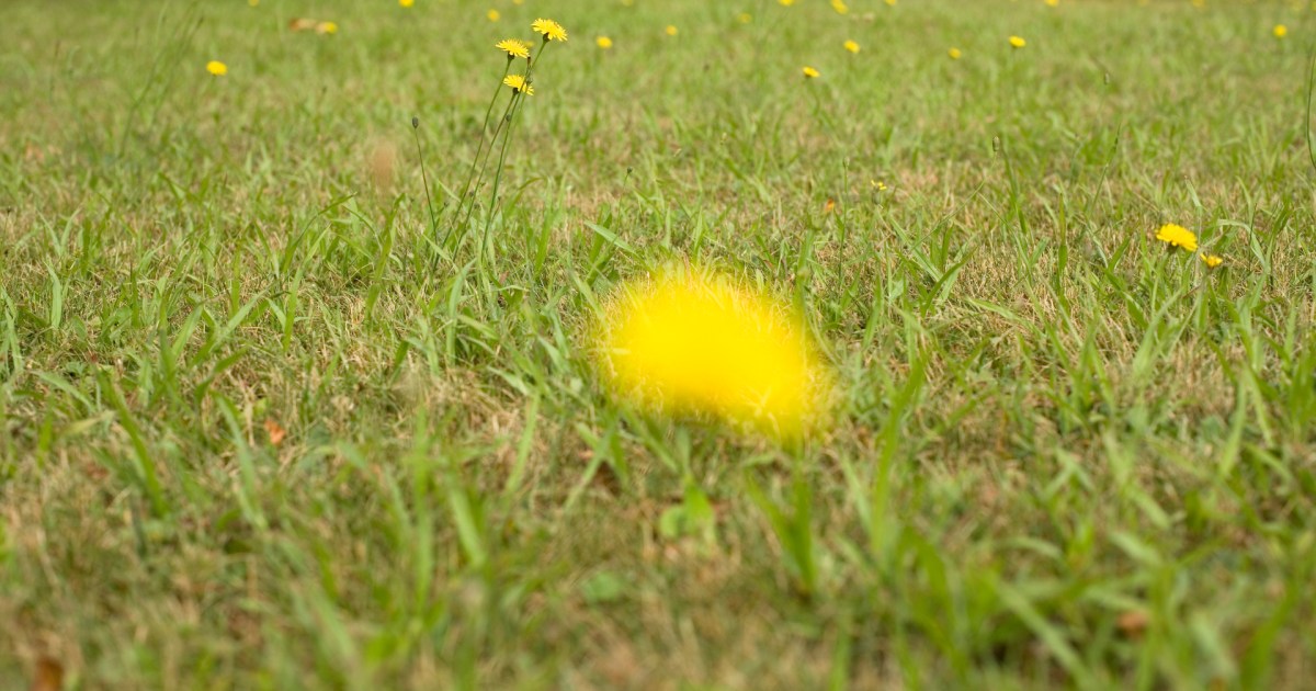 How to Kill Dandelions & Keep Them Out of Your Lawn for Good 21Oak