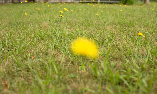how to kill dandelions featured resized