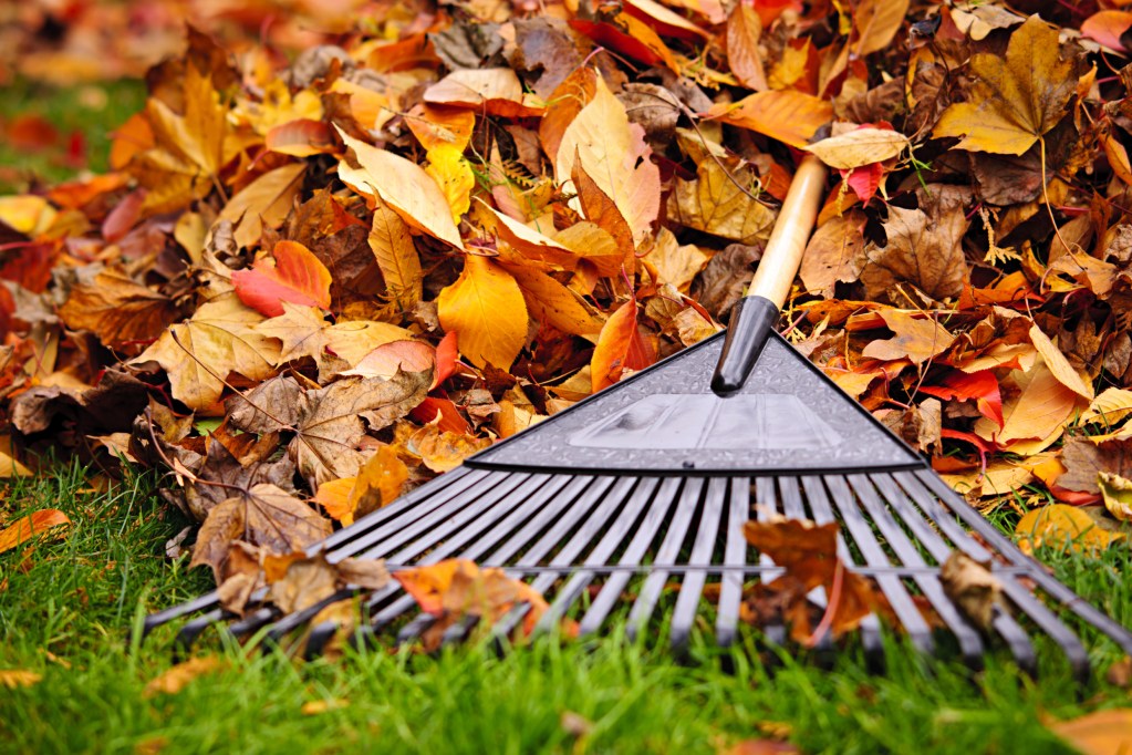 Leaves being raked