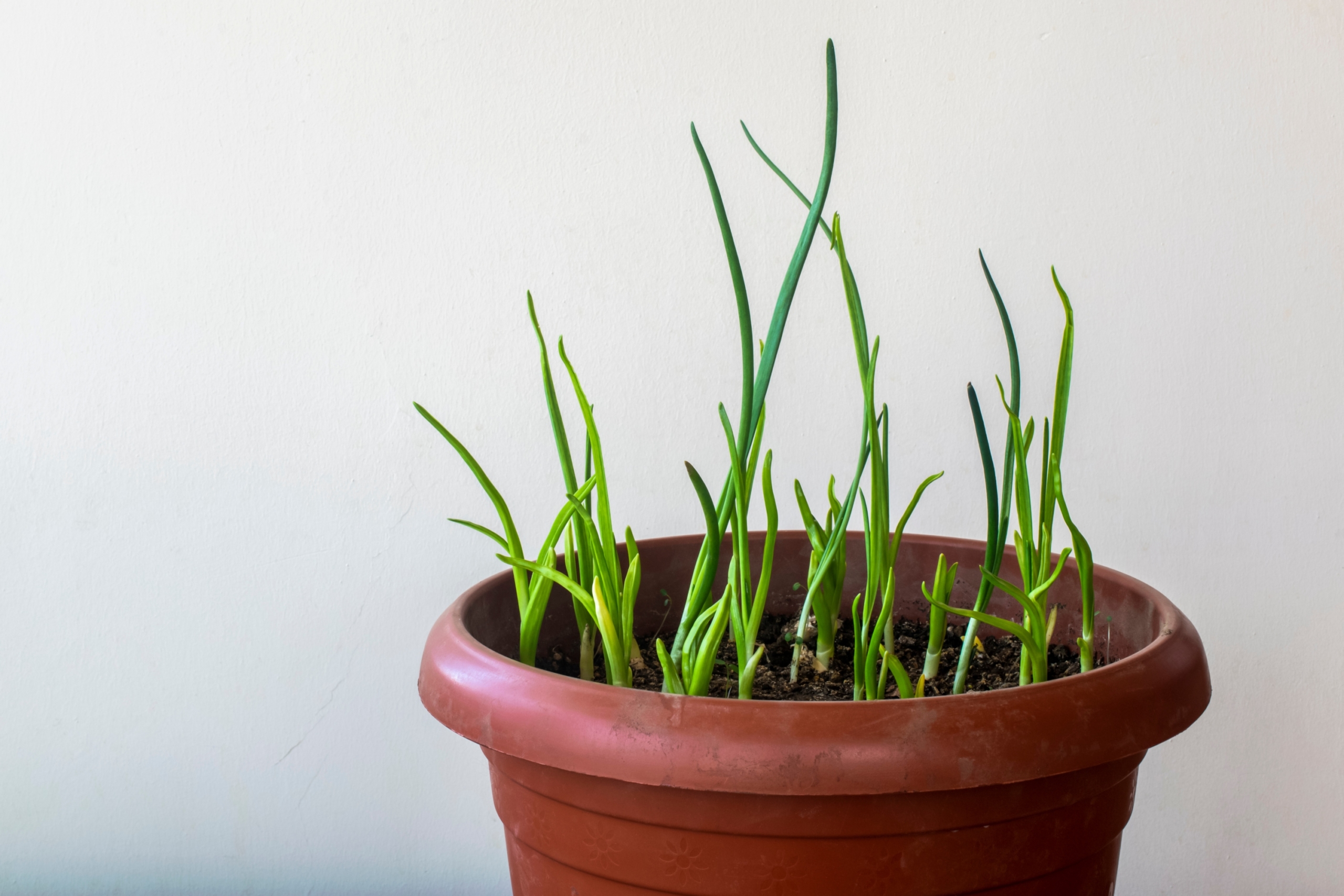 garlic seedlings in a pot