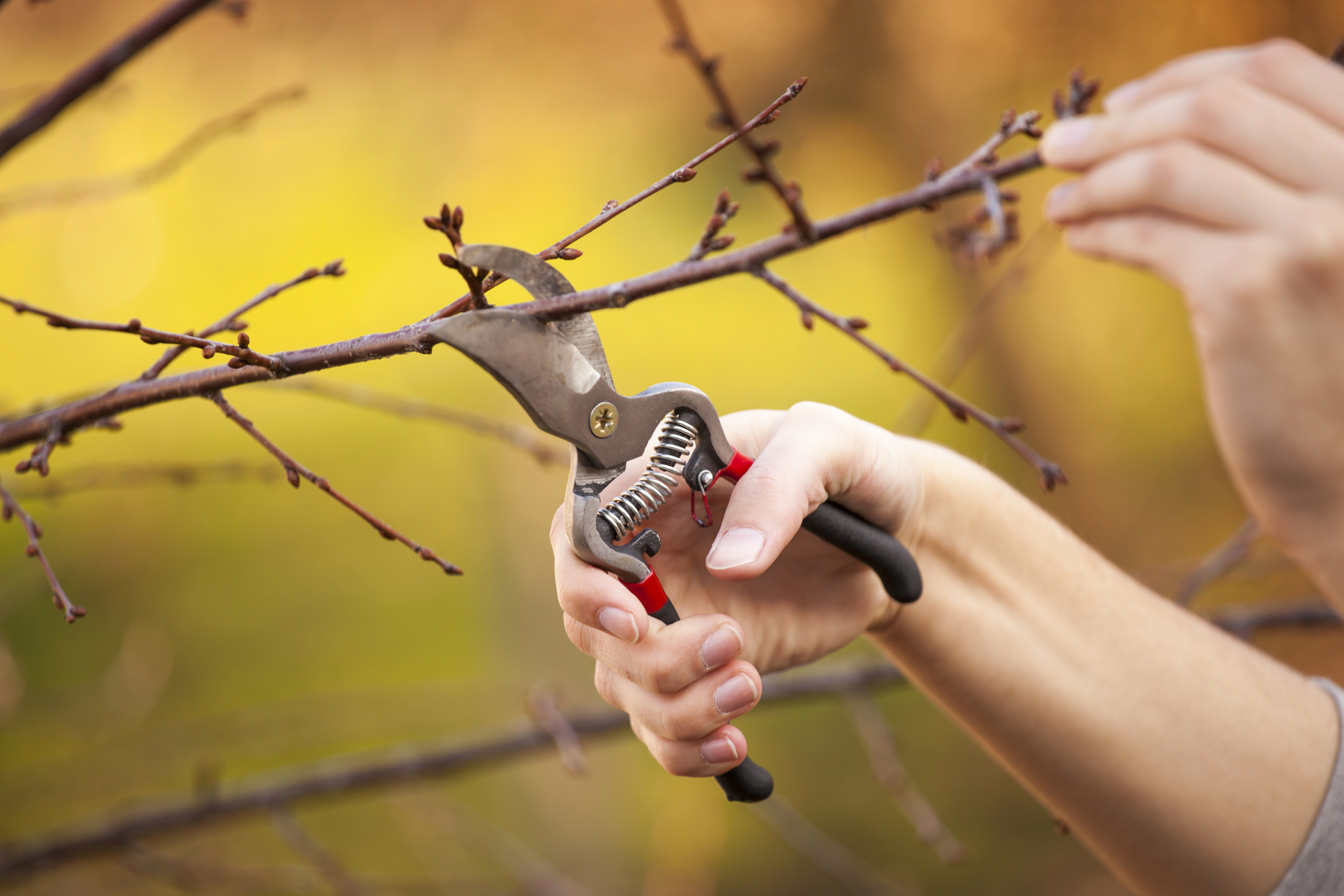 pruning tree in winter