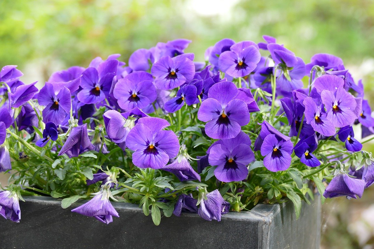 Violet planter on patio