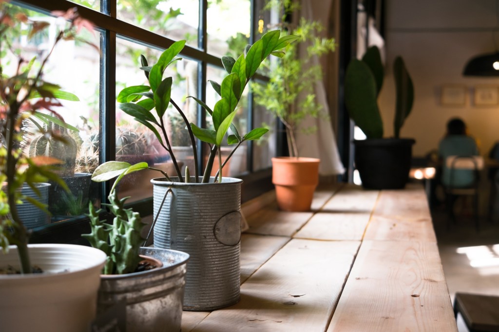Indoor plants on a wooden table next to a window