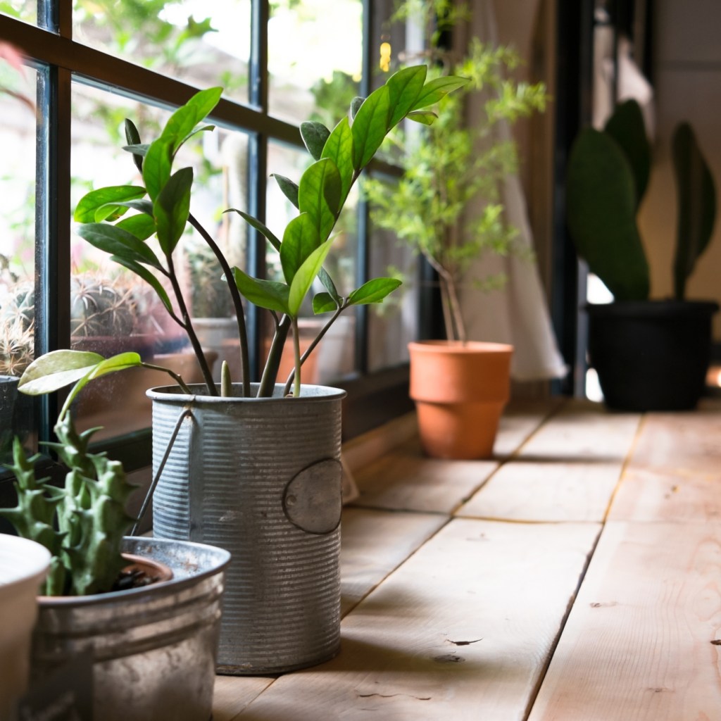 Indoor plants on a wooden table next to a window
