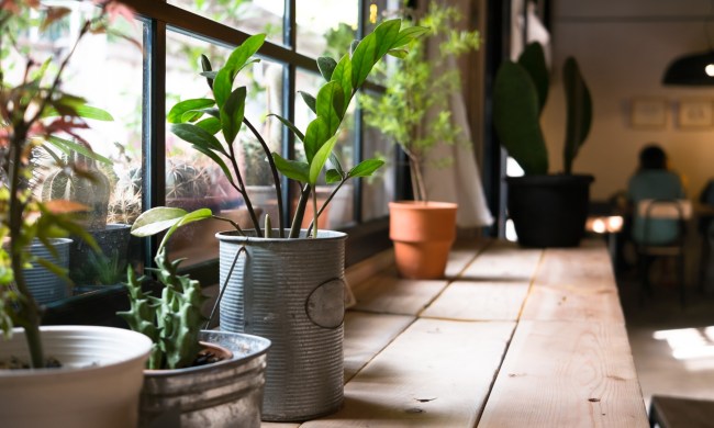 Indoor plants on a wooden table next to a window