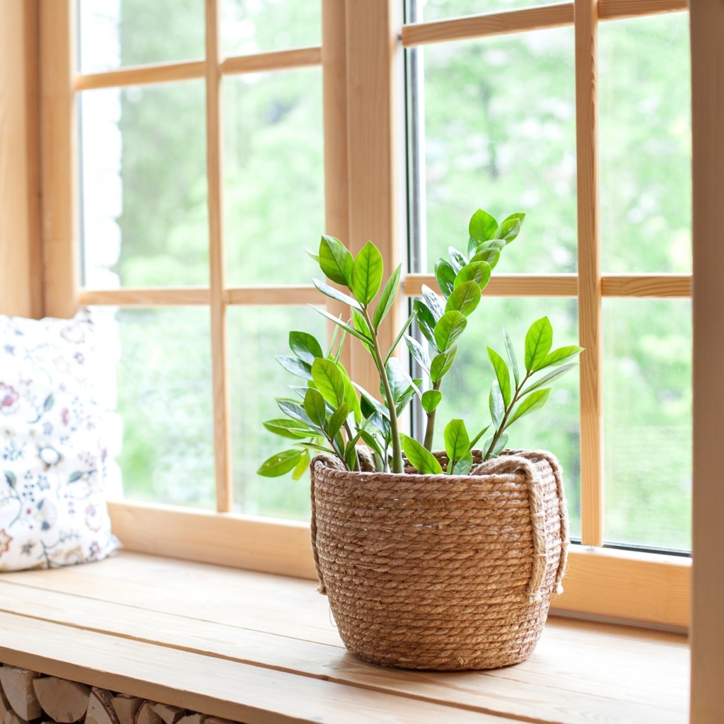 indoor plant in wicker pot on light wood windowsill