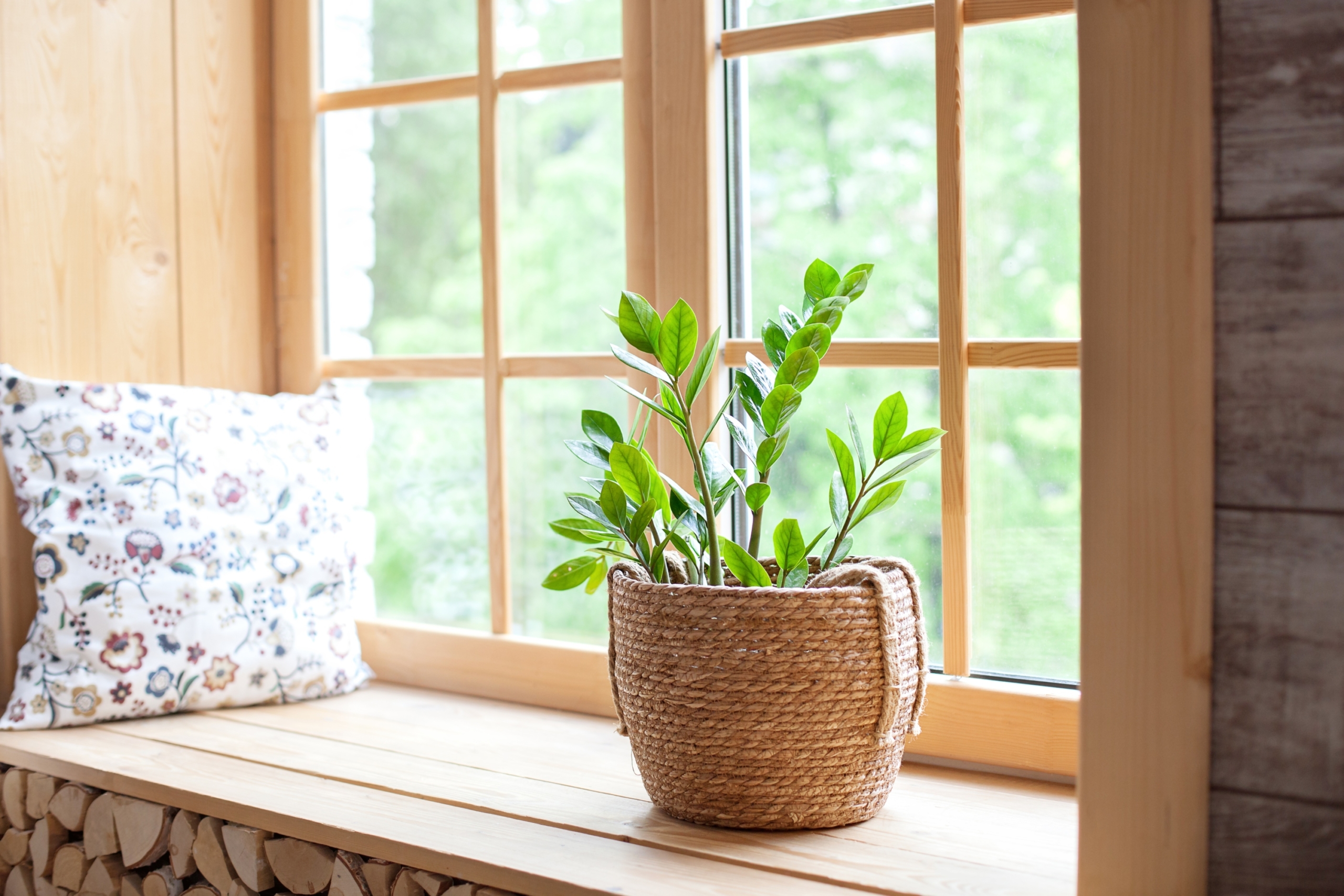 indoor plant in wicker pot on light wood windowsill