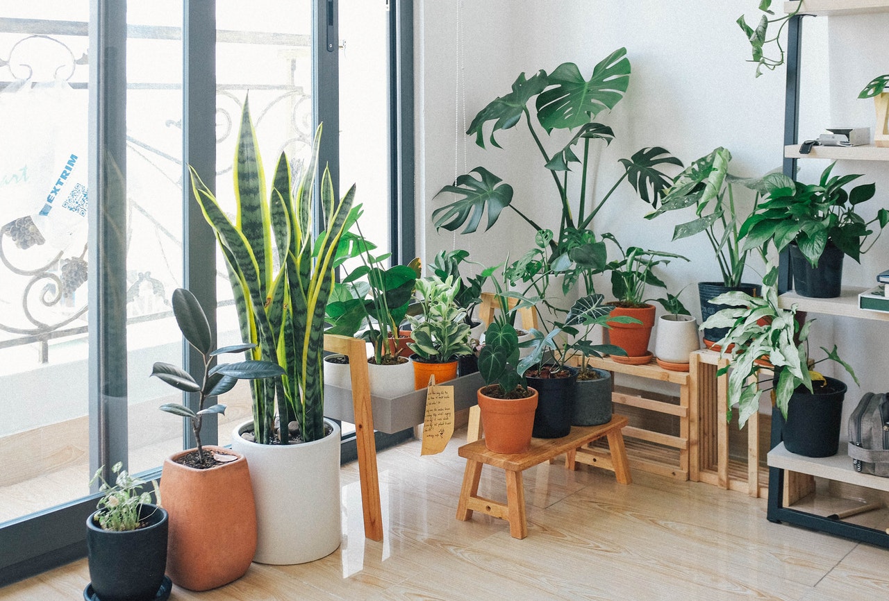 Variety of indoor plants on wooden stands near patio door