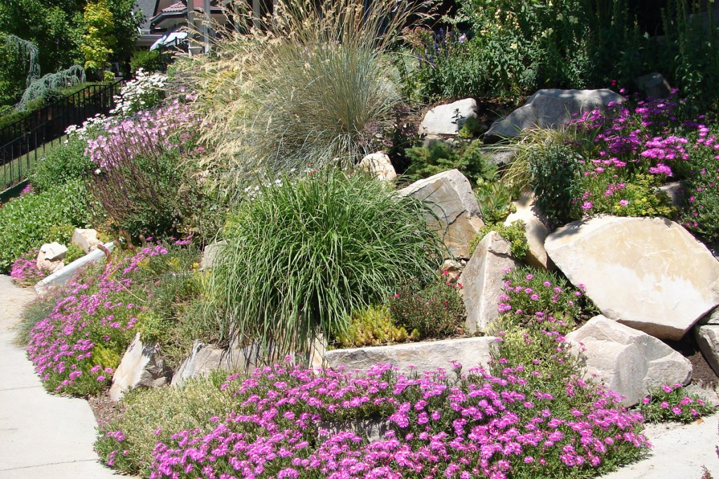 A xeriscape garden in bloom