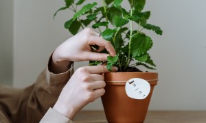 A person caring for a plant in a flower pot