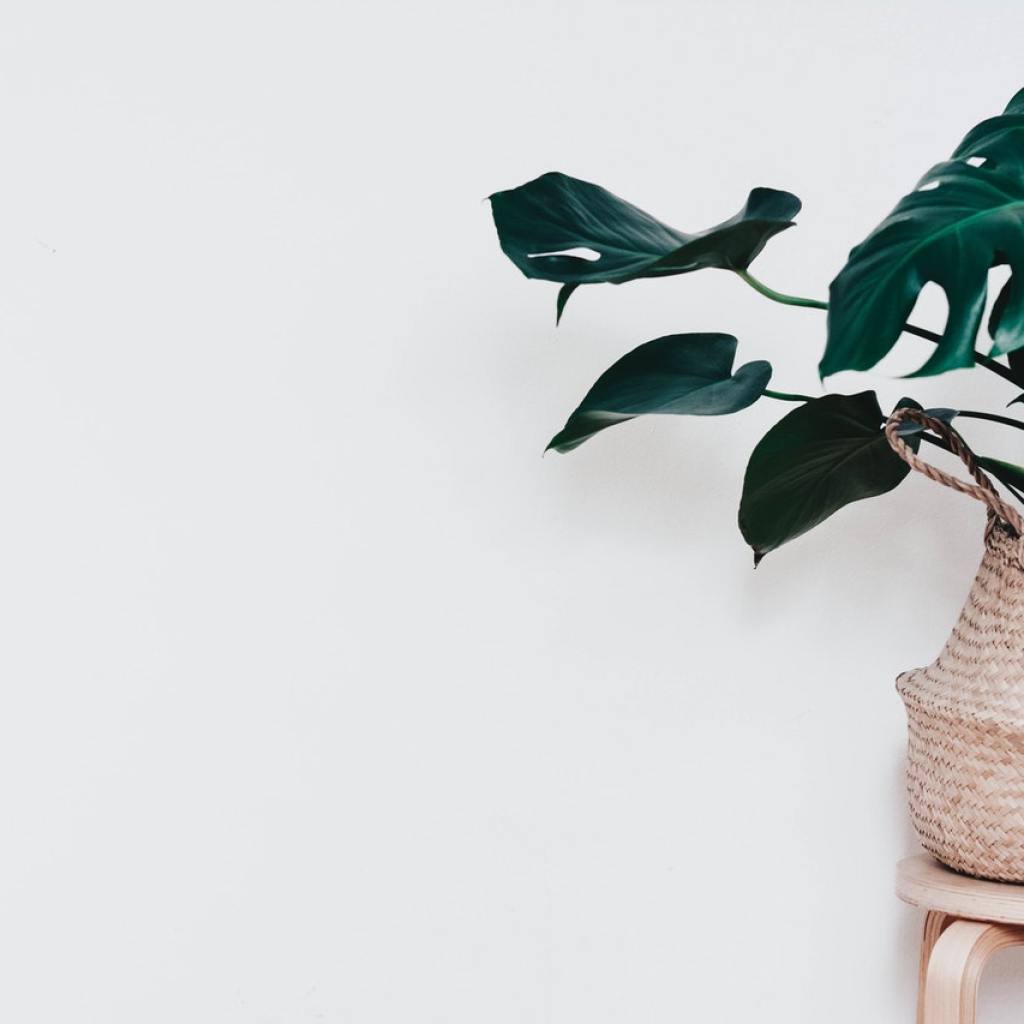 Indoor plant in wicker container against white wall