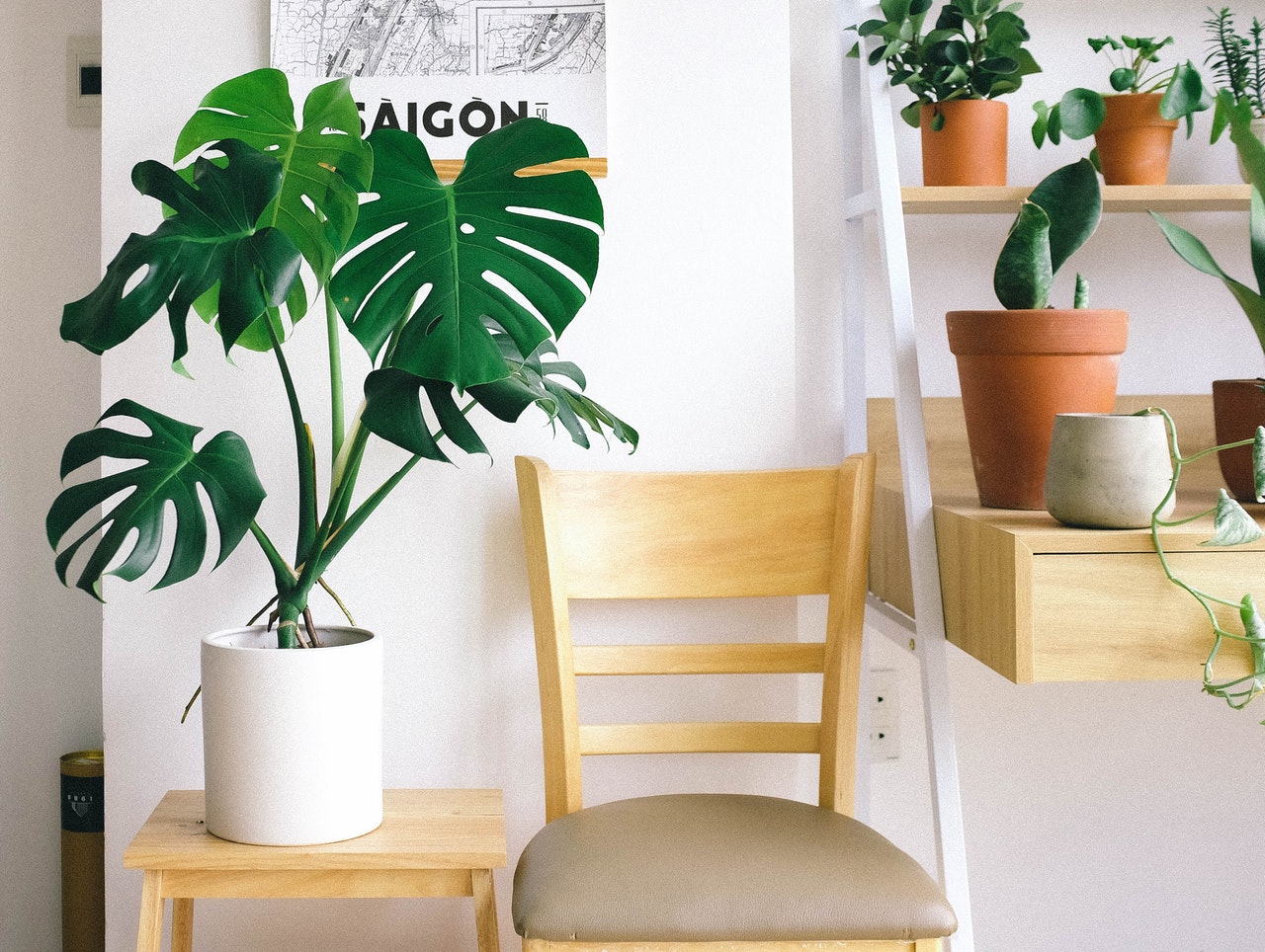 Indoor plants on wooden chairs and stands