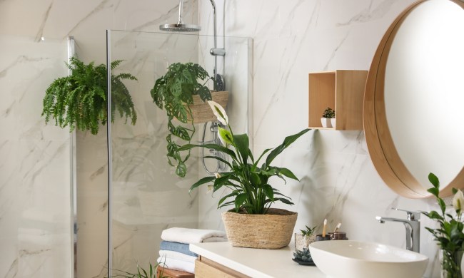 Bathroom lowlight plants