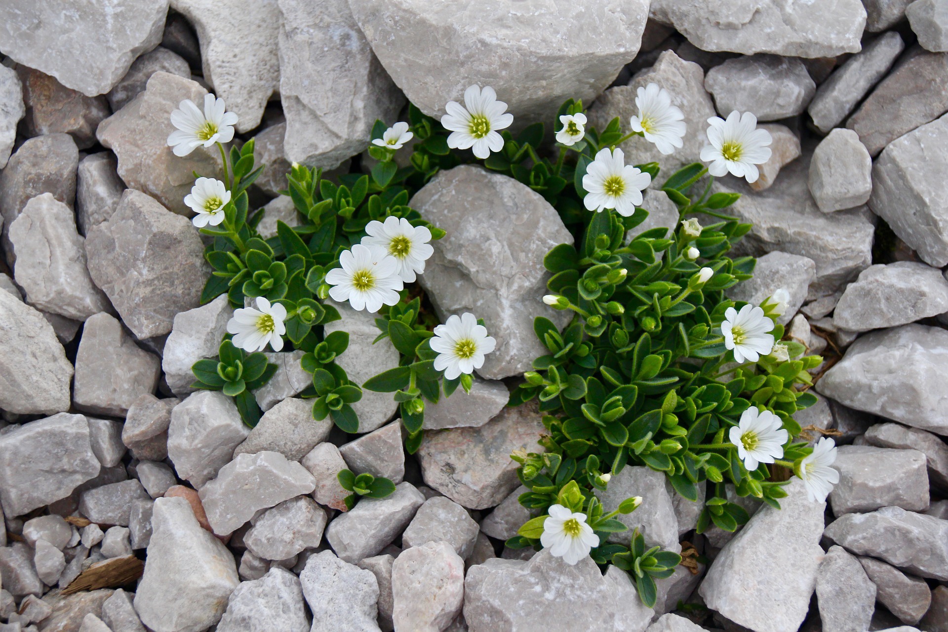 white flowers in rocks