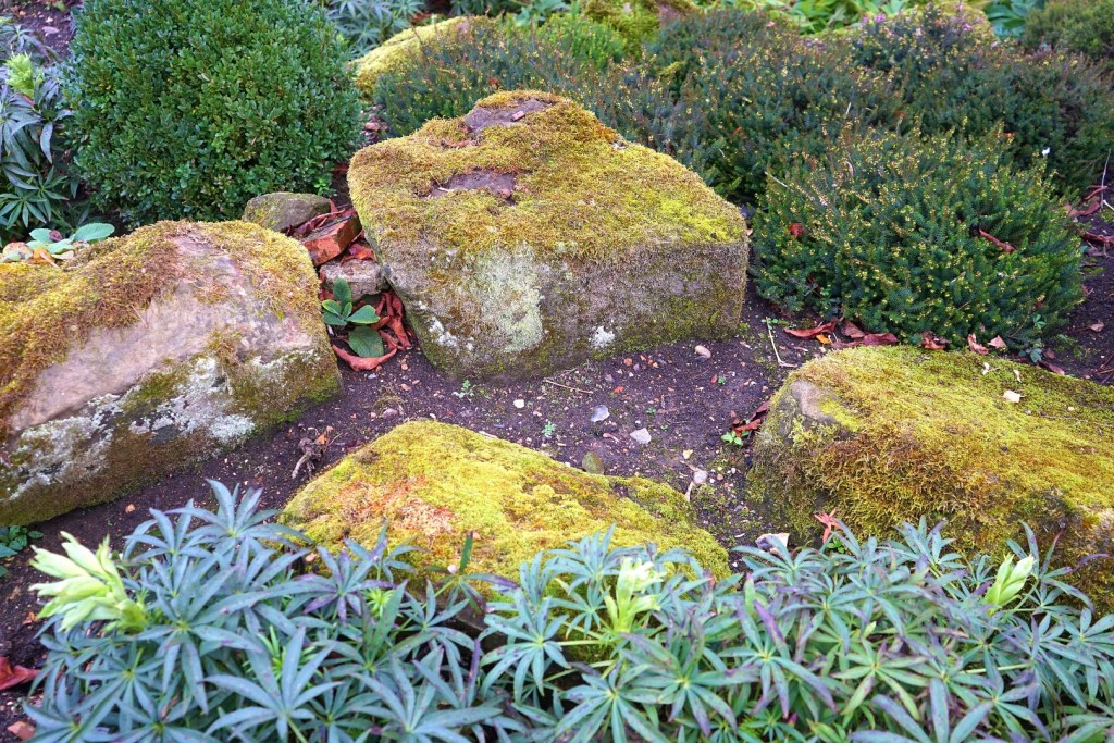 rock garden with foliage