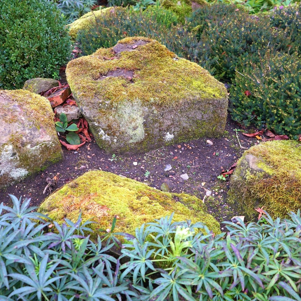 rock garden with foliage
