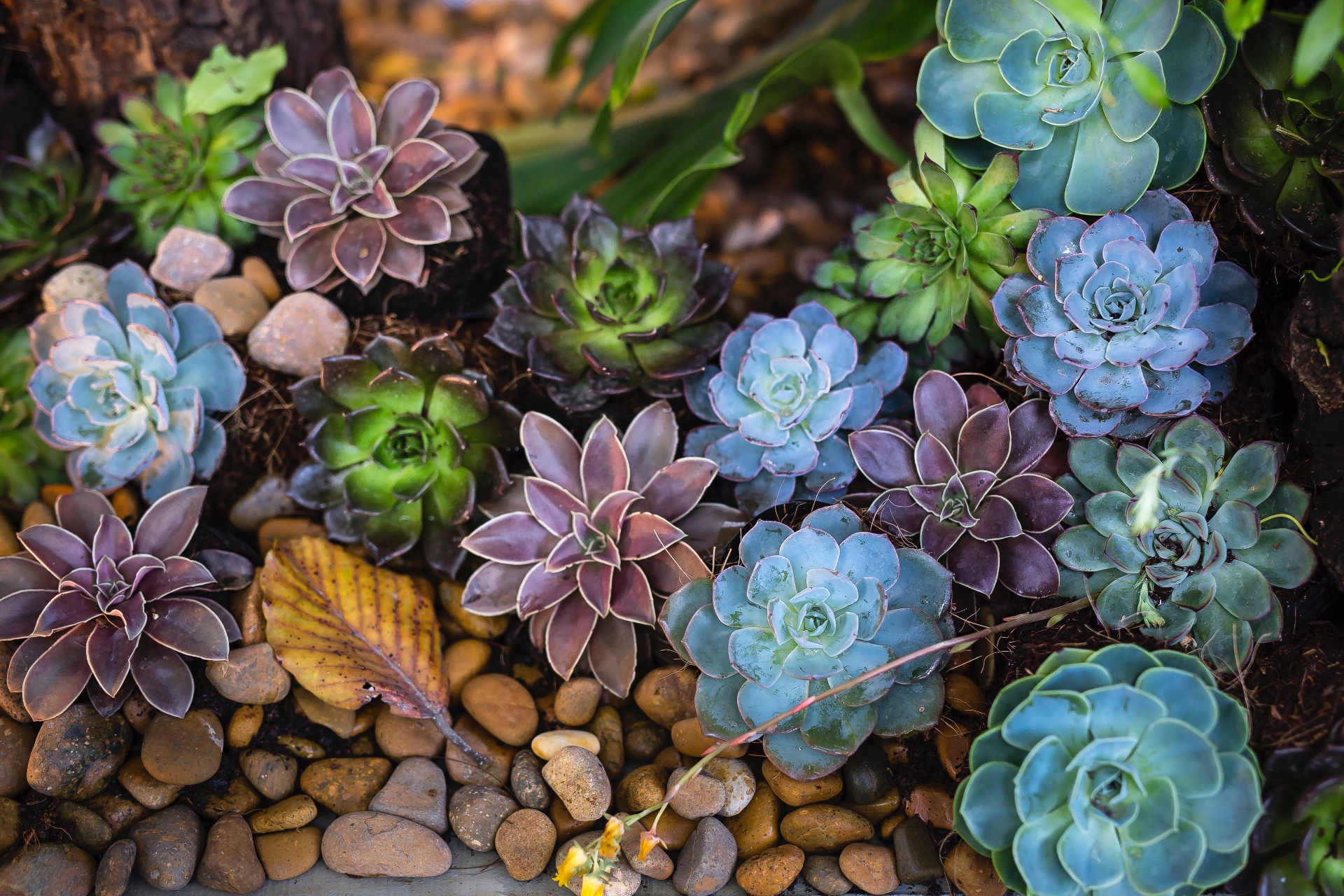 succulents in the rocks