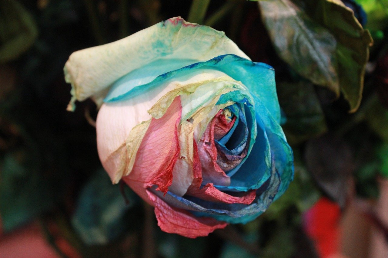 What Are Kaleidoscope Roses? Can You Grow Them In Your Yard? 21Oak