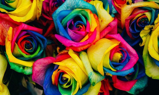 kaleidoscope roses grow rainbow bouquet closeup