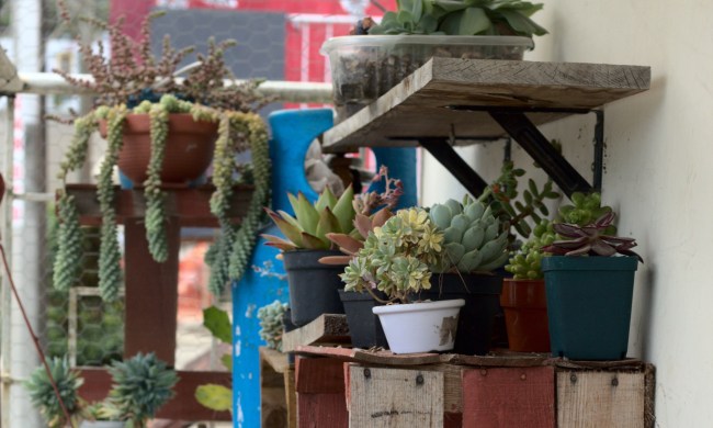 vertical garden of succulents on shelf crates