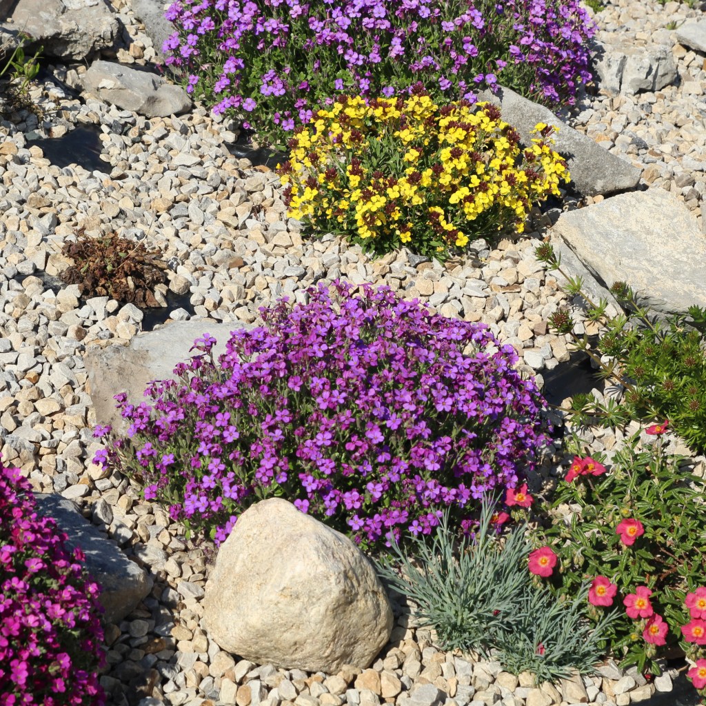 Rock Garden With Plants Of Different Colors