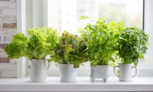 four potted plants on a table