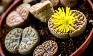lithops plants