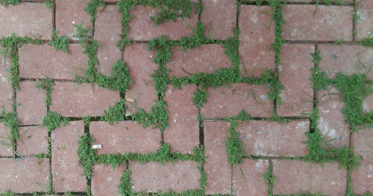 How to Kill Weeds Between Pavers and Save a Backache 21Oak