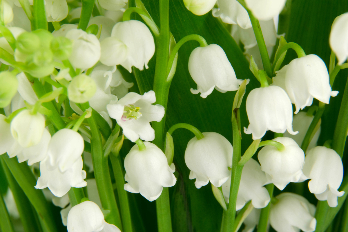 White lily of the valley flowers in a garden