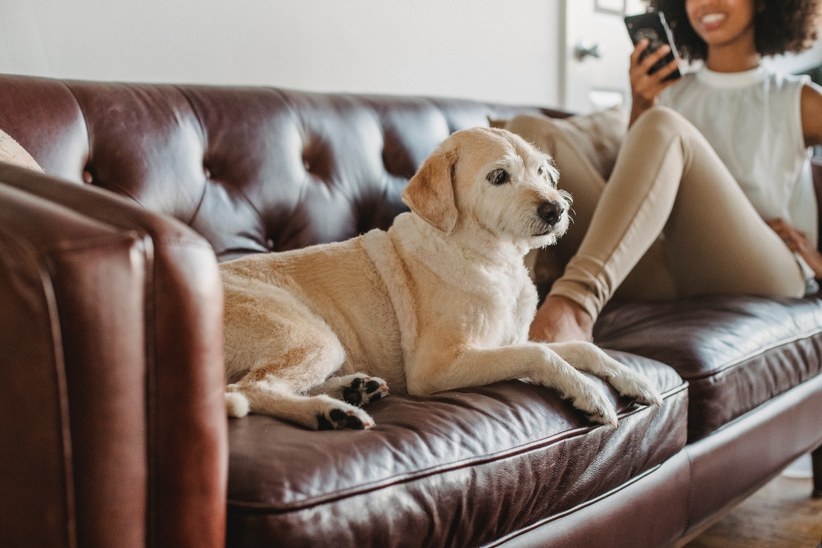 How To Fix Animal Scratches On Your Genuine Leather Couch - Leather Gallery