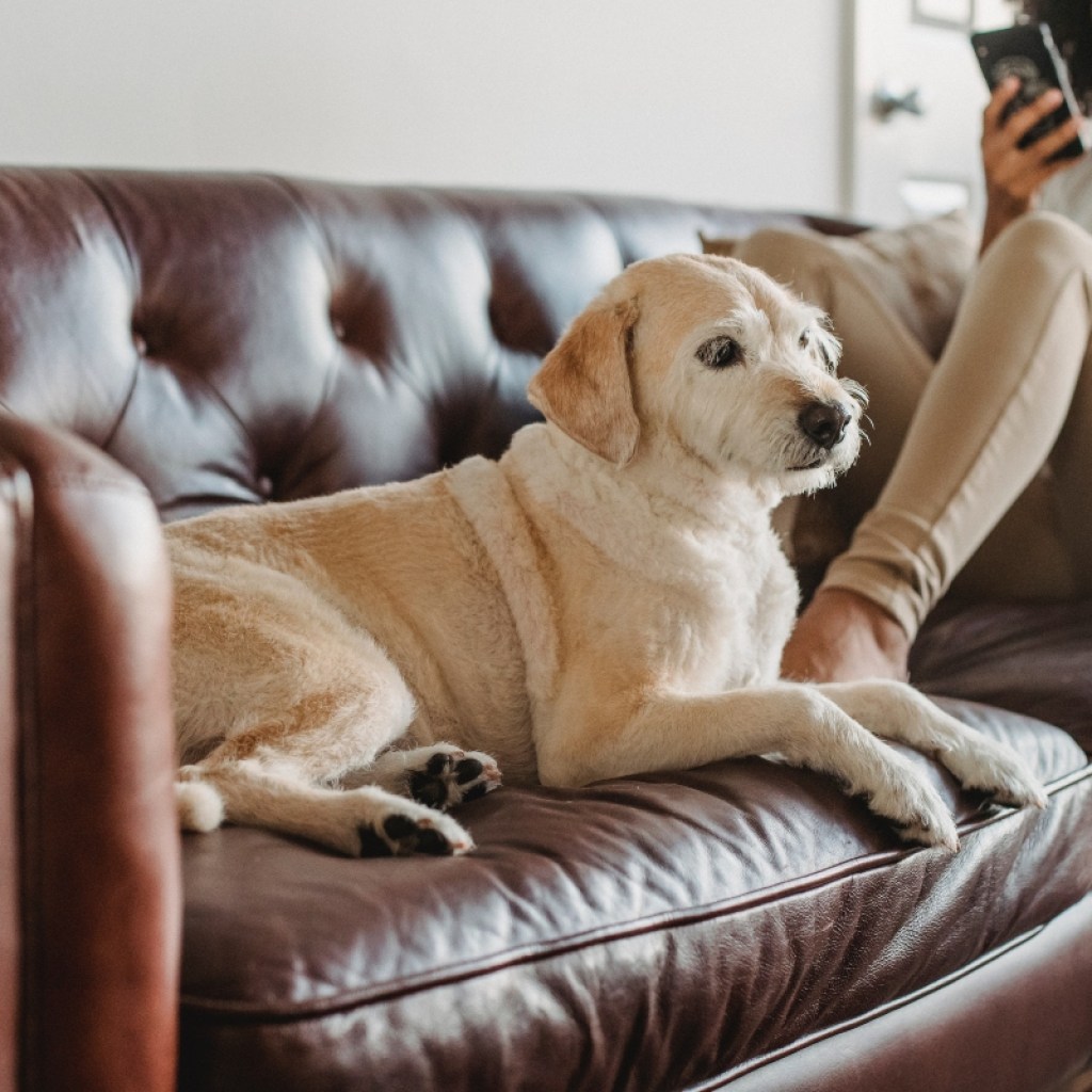 Woman sitting with her dog on a leather couch