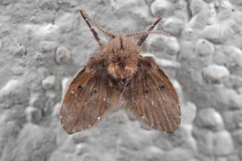 closeup of drain fly