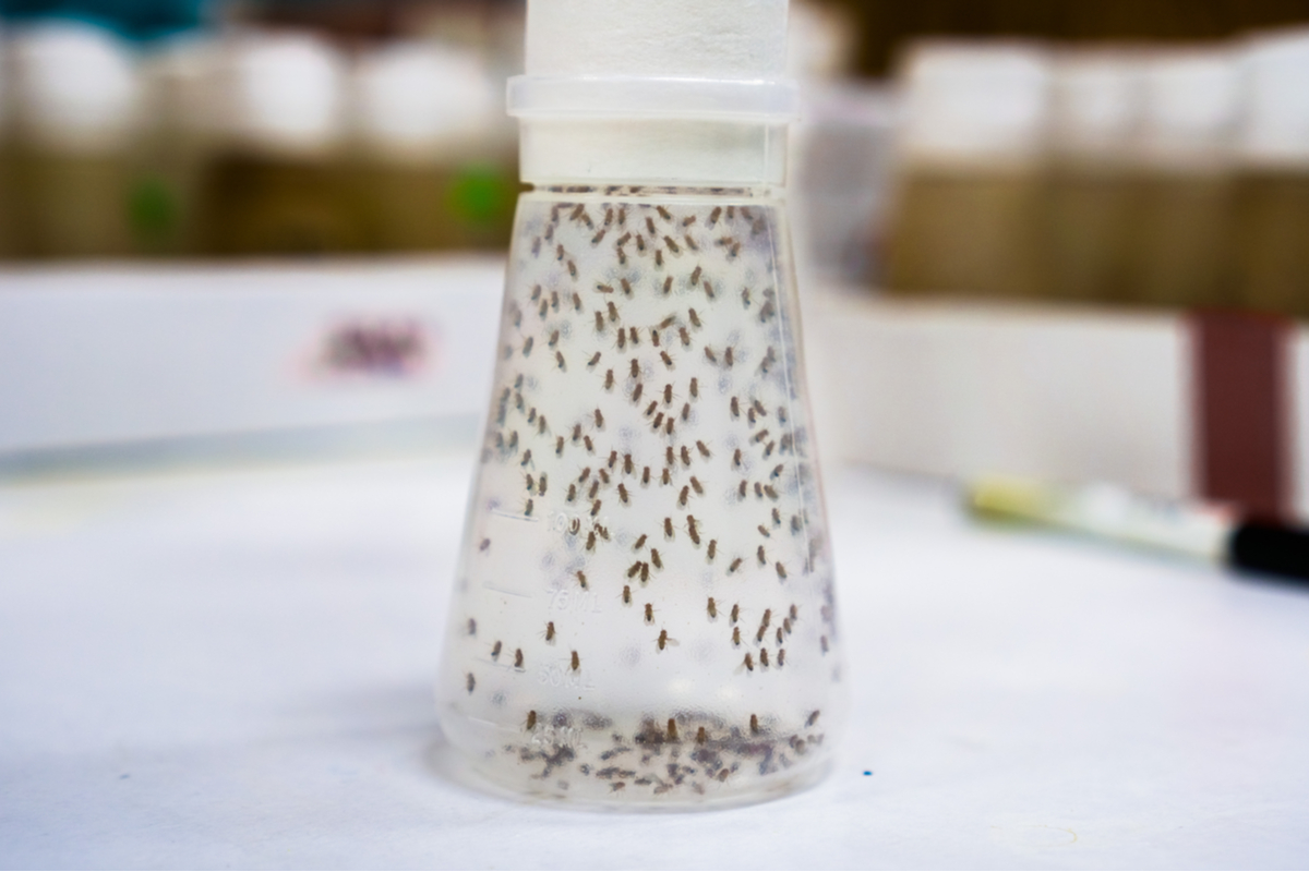 Fruit flies in a liquid container trap