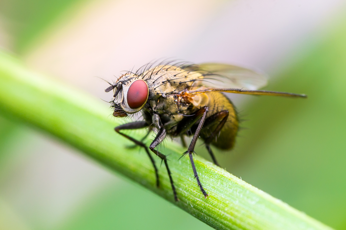 close up of a fruit fly