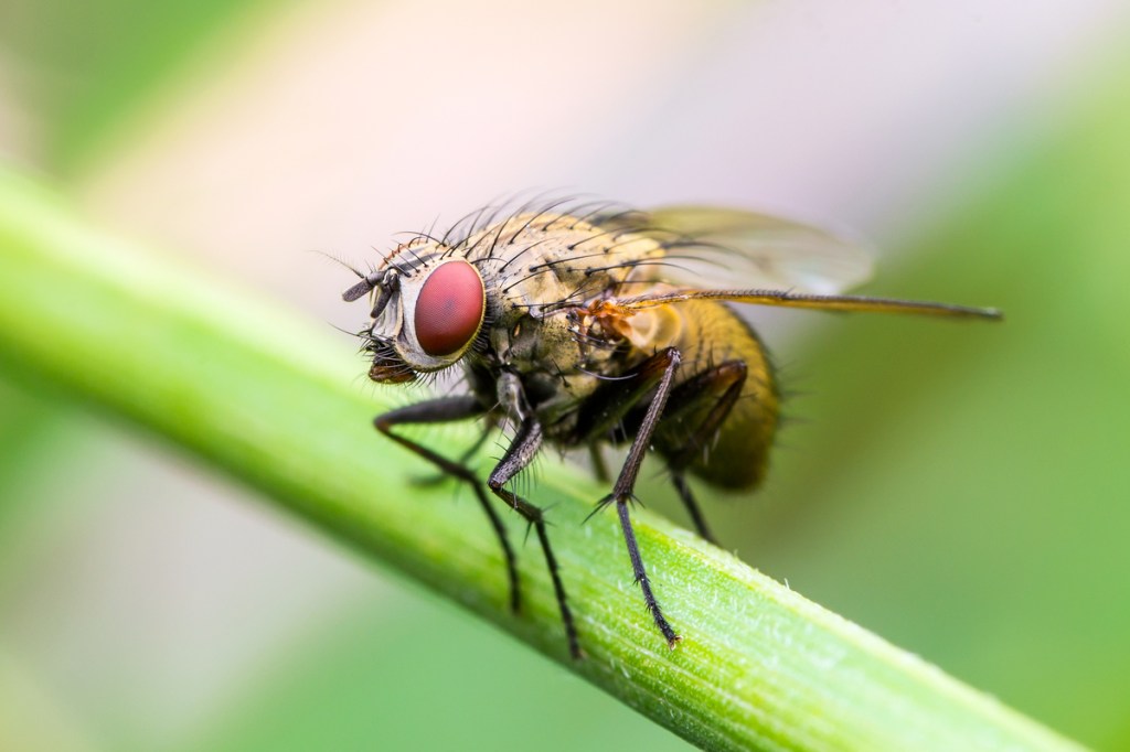 close up of a fruit fly