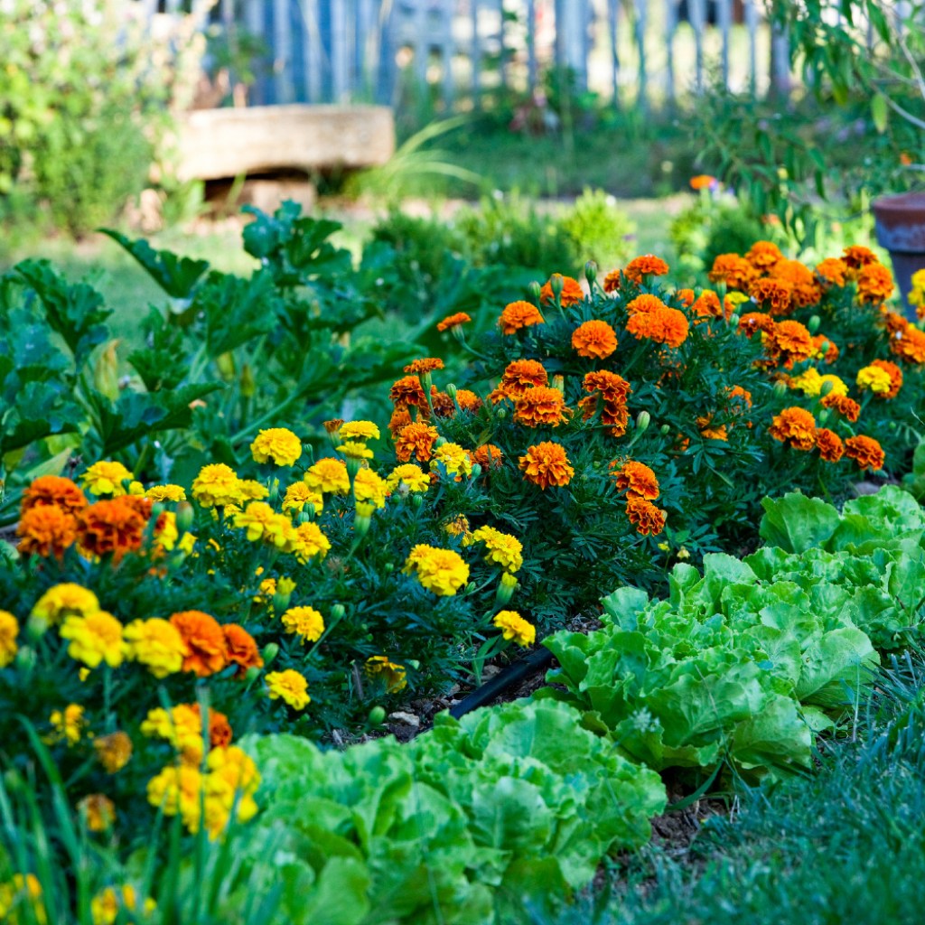 Vegetables and flowers growing in a garden