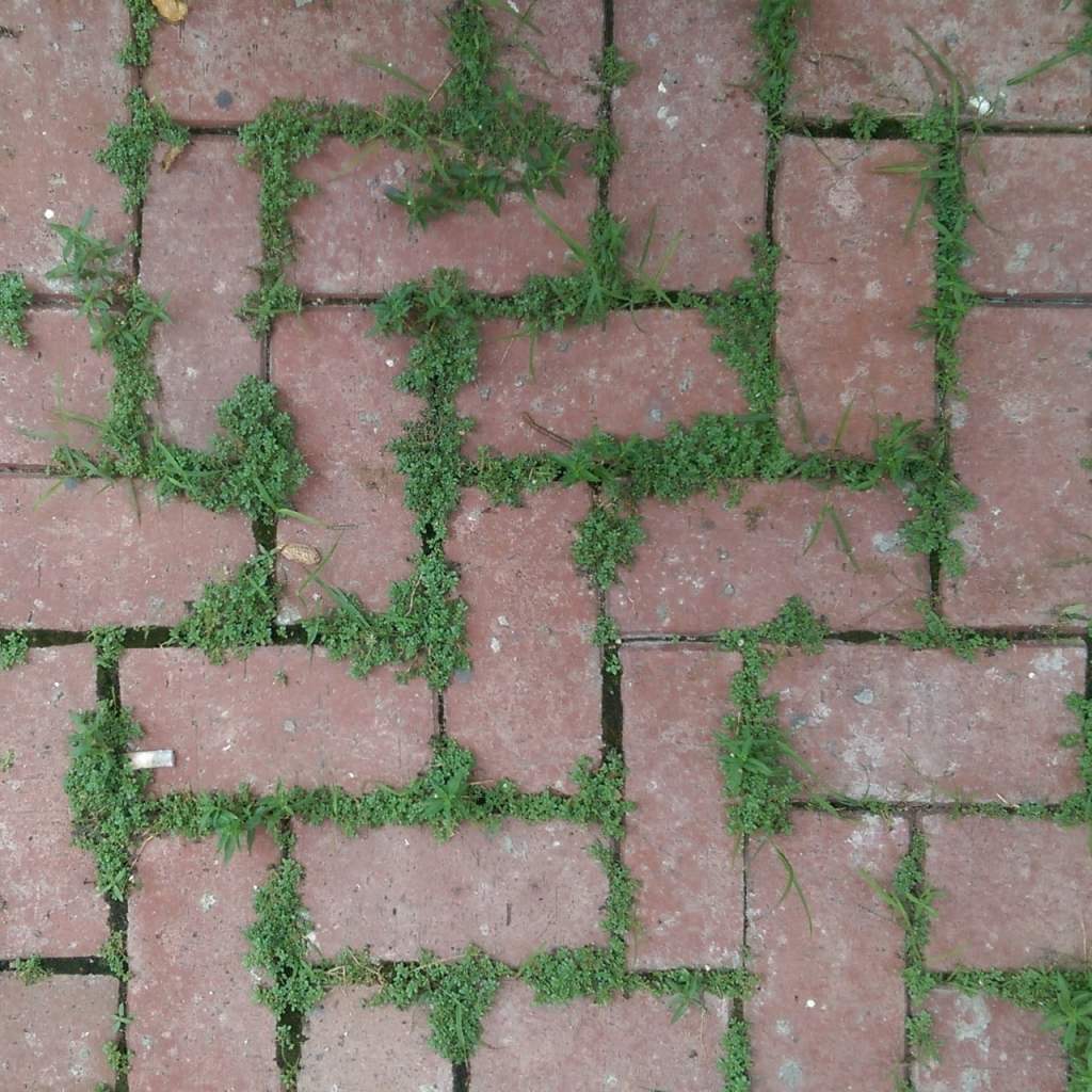 Weeds between red pavers from above