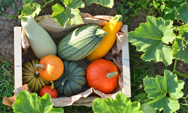 squash for vegetable gardens harvest winter box