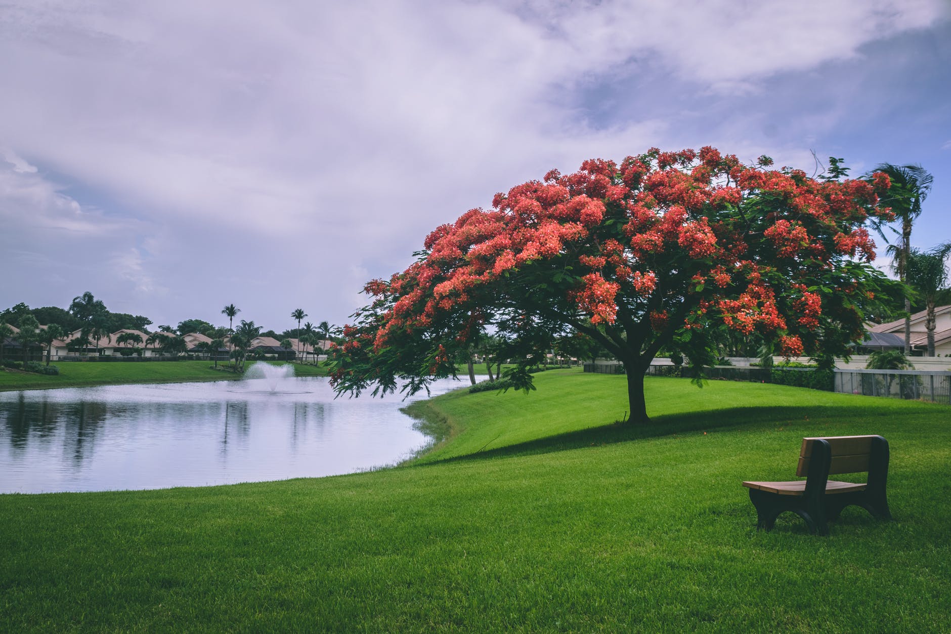 grass pond tree bench