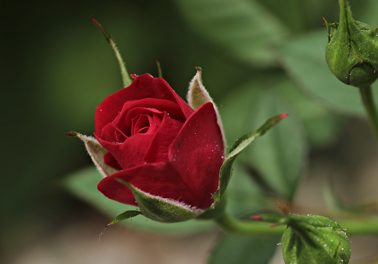 red rose fully bloomed