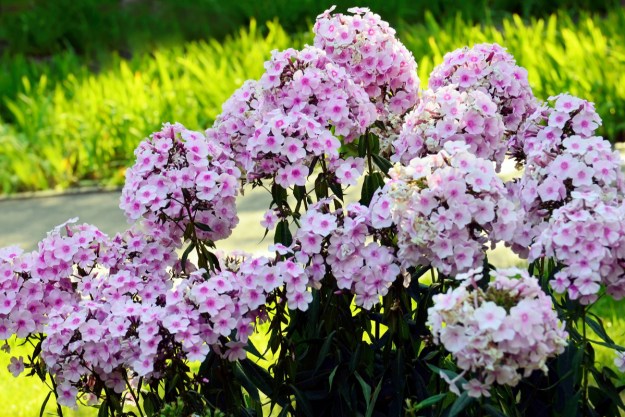 Close up of white and pink phlox flowers.