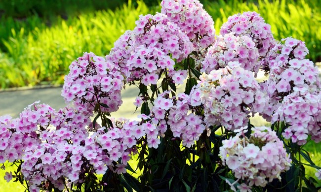 Close up of white and pink phlox flowers.
