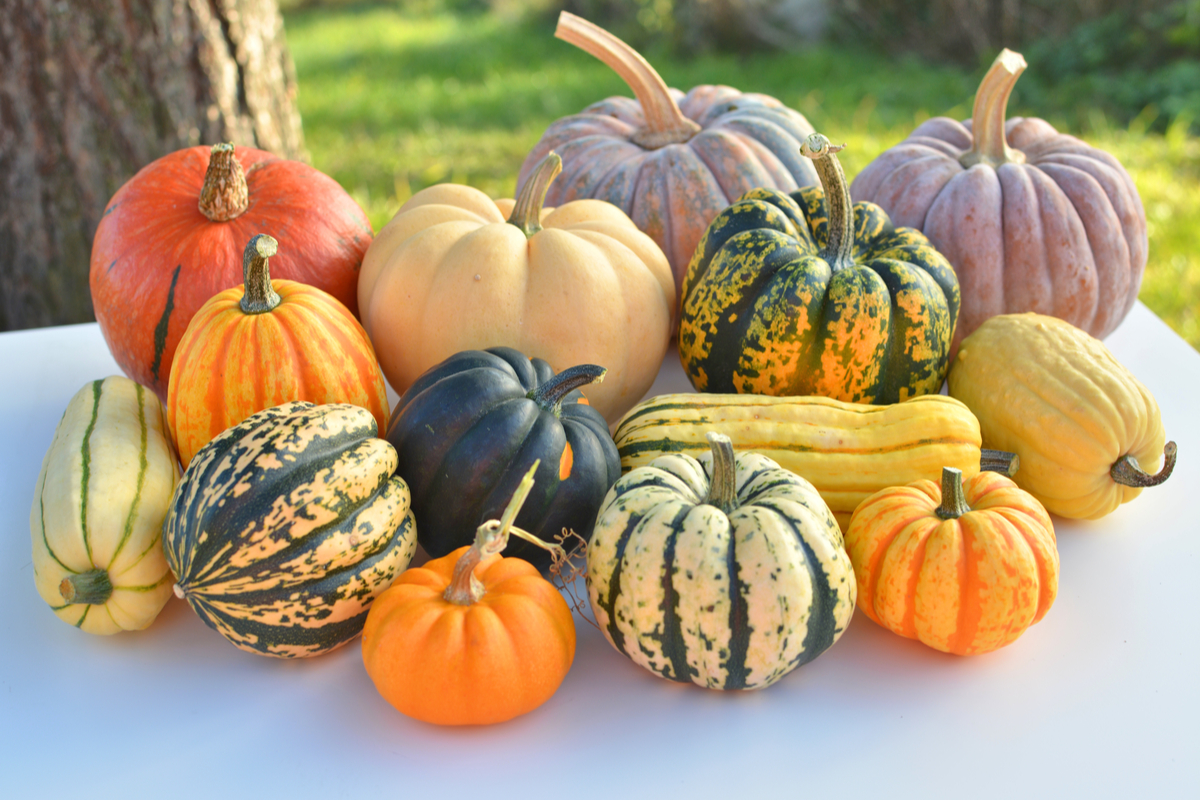 Winter squash pumpkins harvest