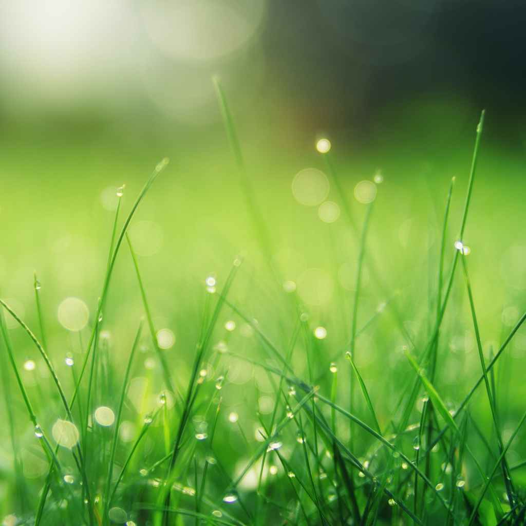green grass blades with dew