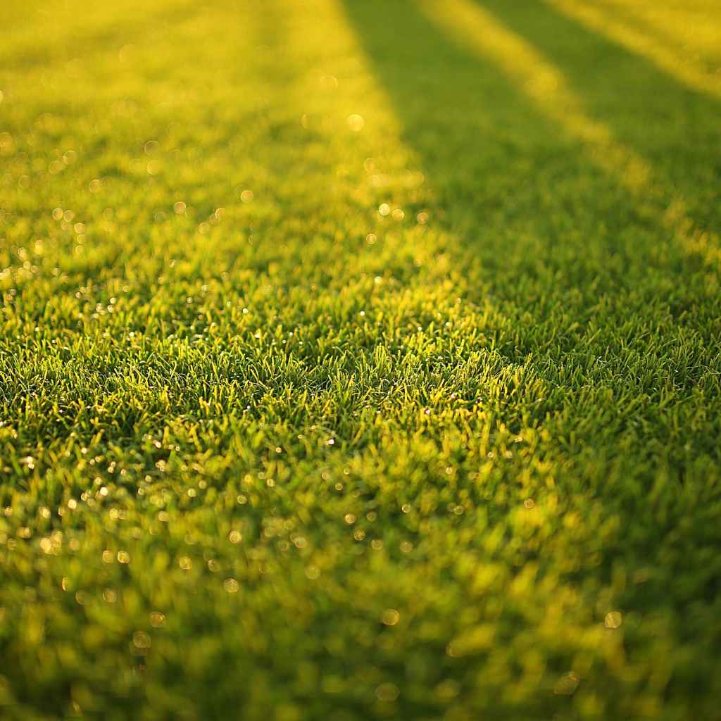 close-up of a green lawn with short, evenly cut grass