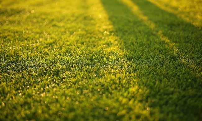 Green lawn