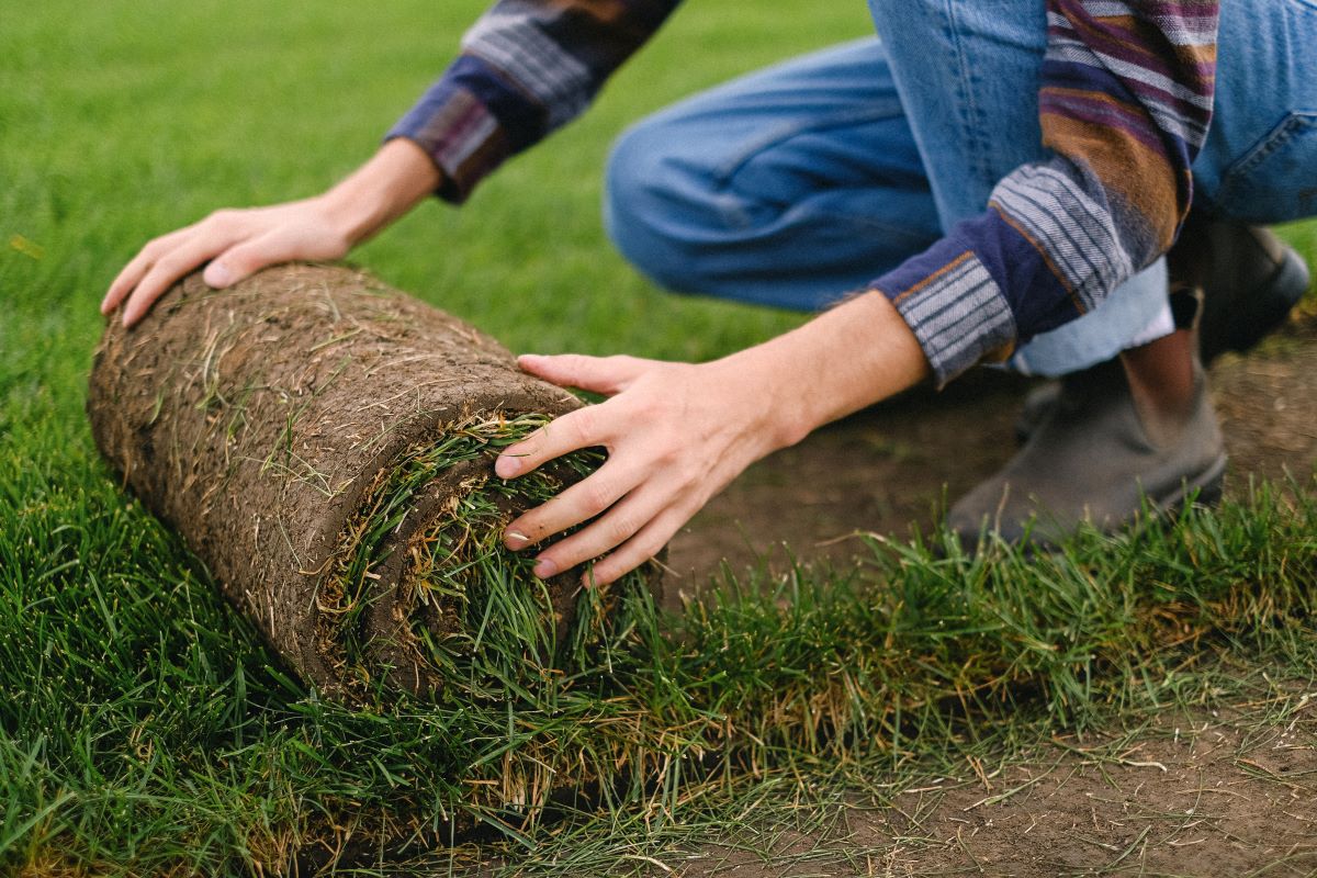  How often should you water new sod? What you need to know