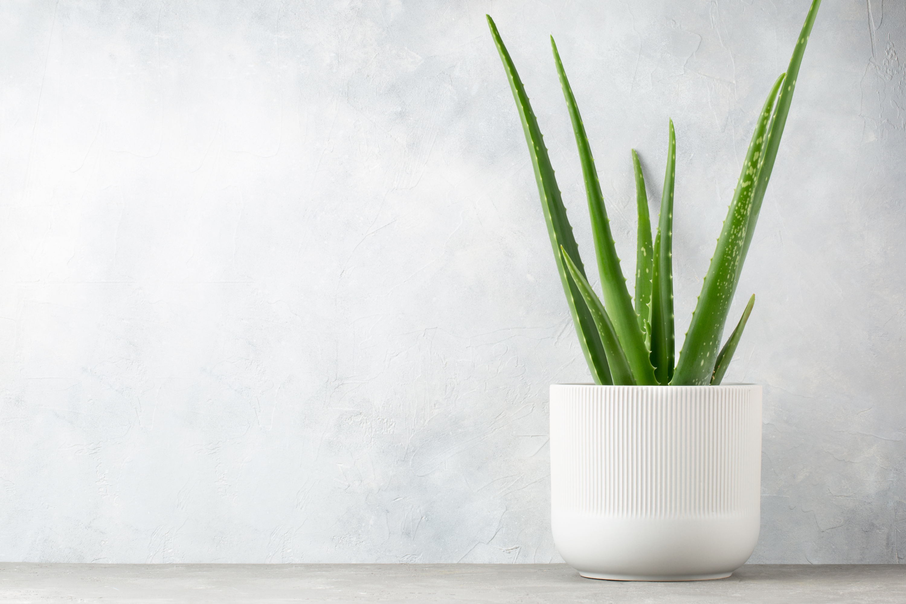 Aloe vera plant in a white pot against a white wall