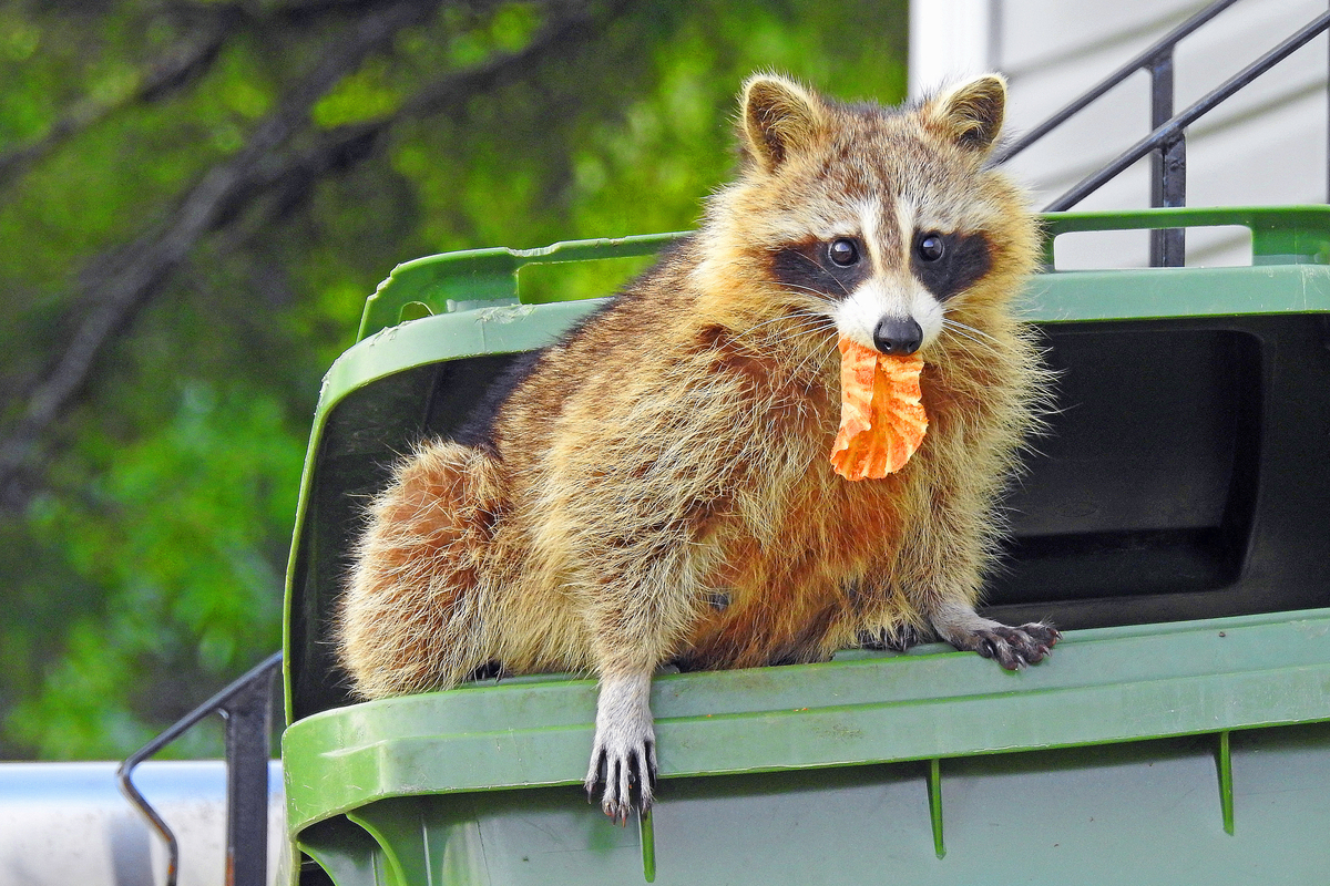 raccoon raiding a trash can