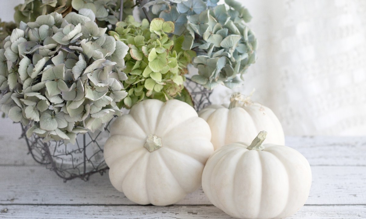 White pumpkins and hydrangea